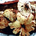 Coorg Wild Mushrooms