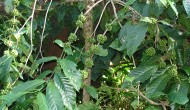 Coffee exports see a marginal decline, prices are still stable
