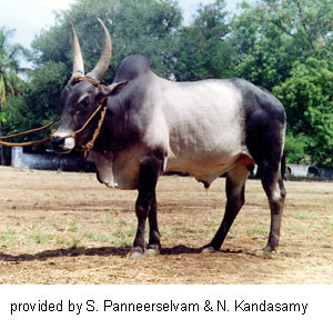 Indian Cattle Govt earmarks funds to preserve indigenous cattle breeds