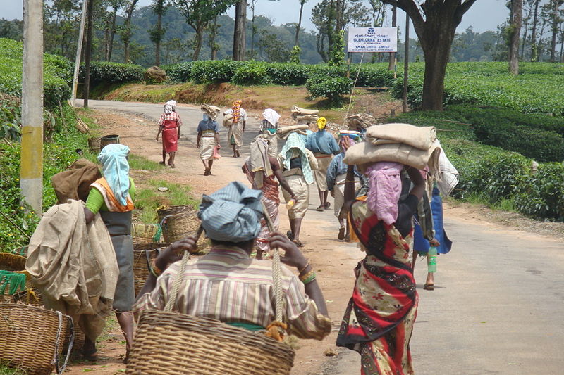 Estate Workers at Tata Coffee Plantation