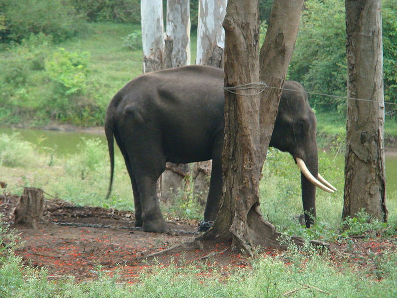 800px-Tusker_Dubare Elephant at Dubare