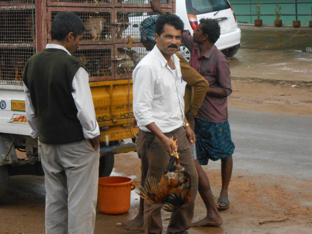 Naati Koli(Country Chicken) was in high demand for Kakkada