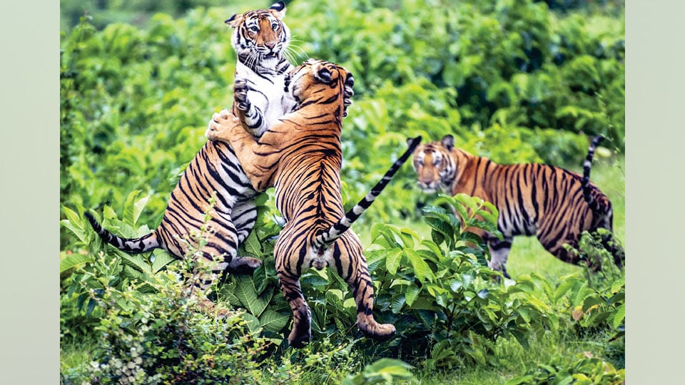 Tiger playing at Kabini, Nagarhole