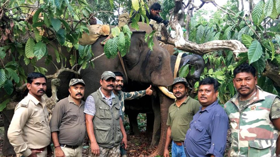 Project Radio Collar launched to track elephants