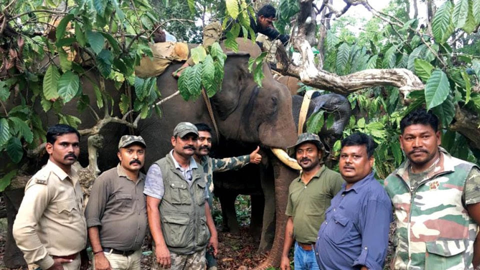 Elephant Radio Collared in Coorg Project Radio Collar launched to track elephants