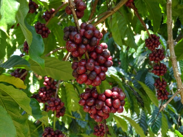 ripe coffee berries at Coorg