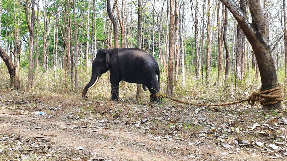 Kusha captured and tied to a tree Tusker Kusha captured near Dubare