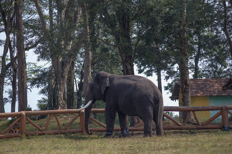 Tusker at Dubare Elephant Camp