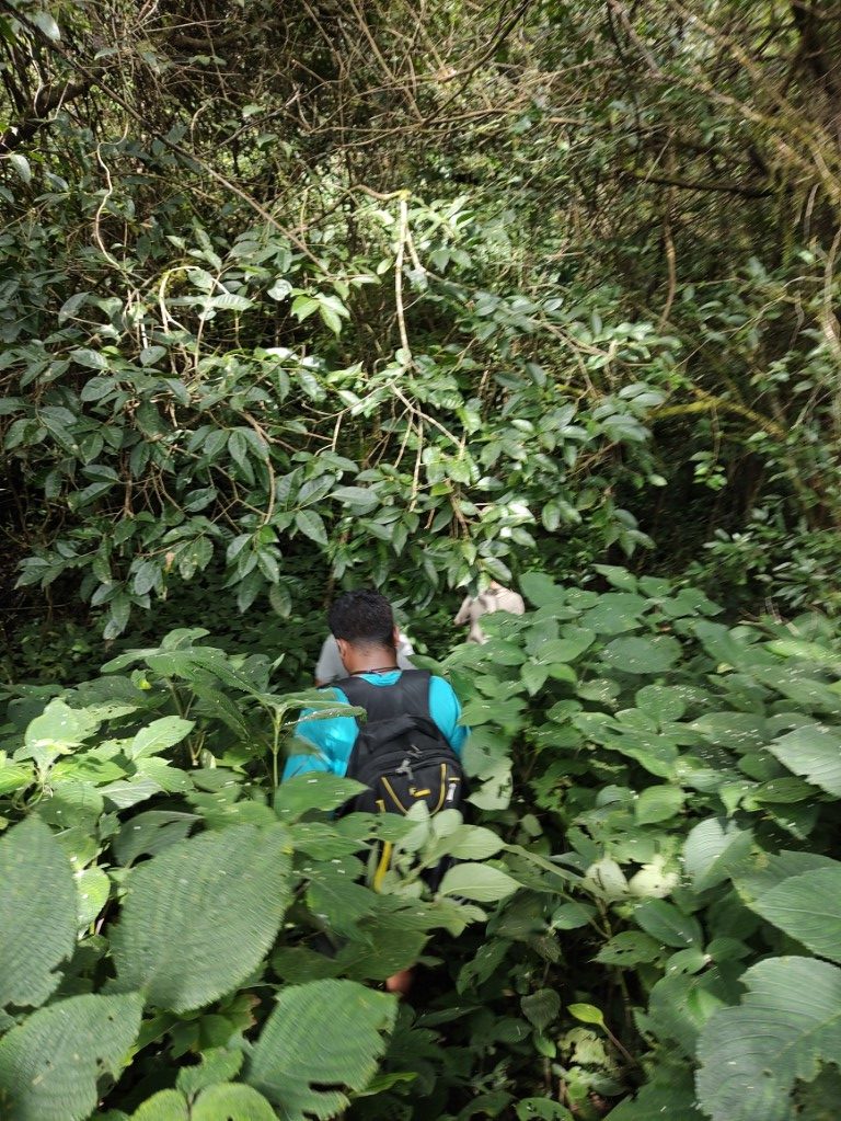 Short Tropical Jungle Trek(Route 22)