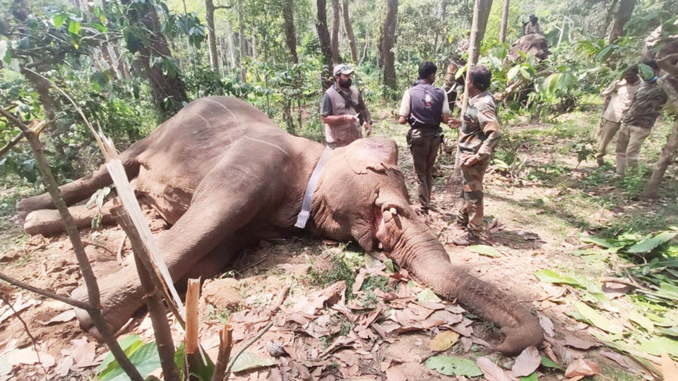 Four wild elephants radio-collared in Thithimathi Forest
