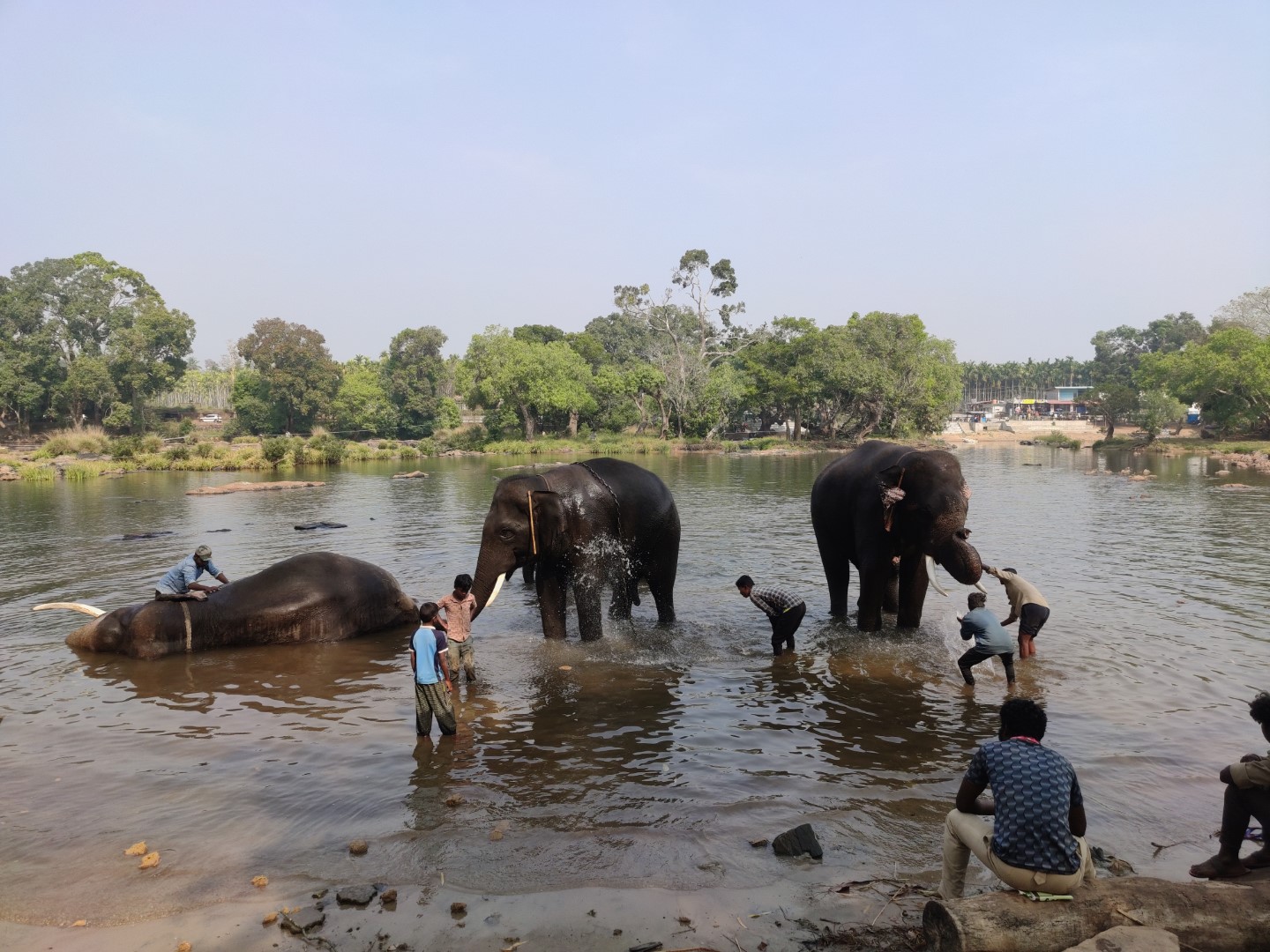 Elephants having bath at dubare elephant camp