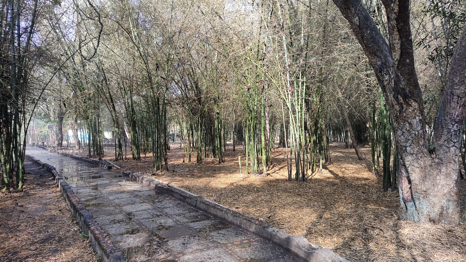 Bamboo forest at Nisargadhama in Summer 2022