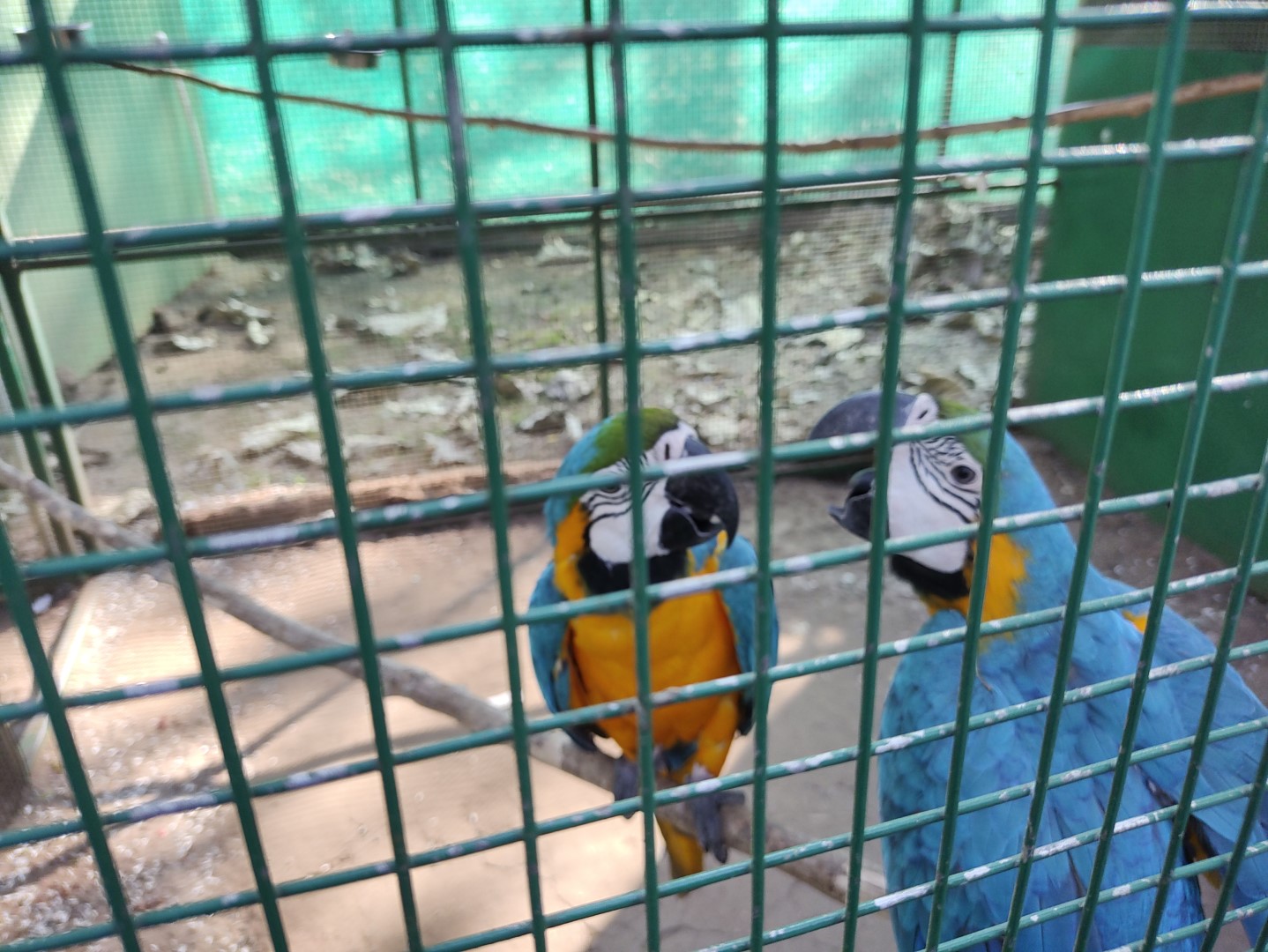 macaws at nisargadhama aviary