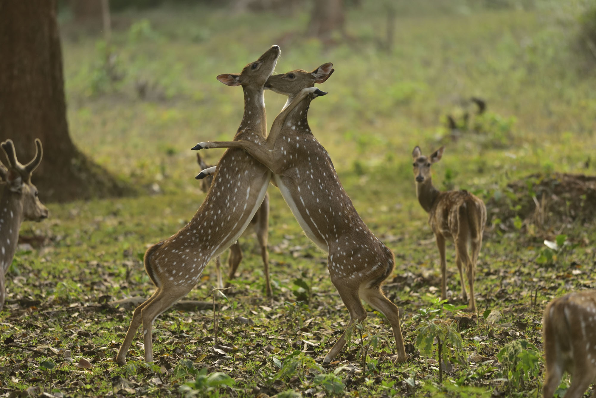 Chital deers playing at Nagarhole