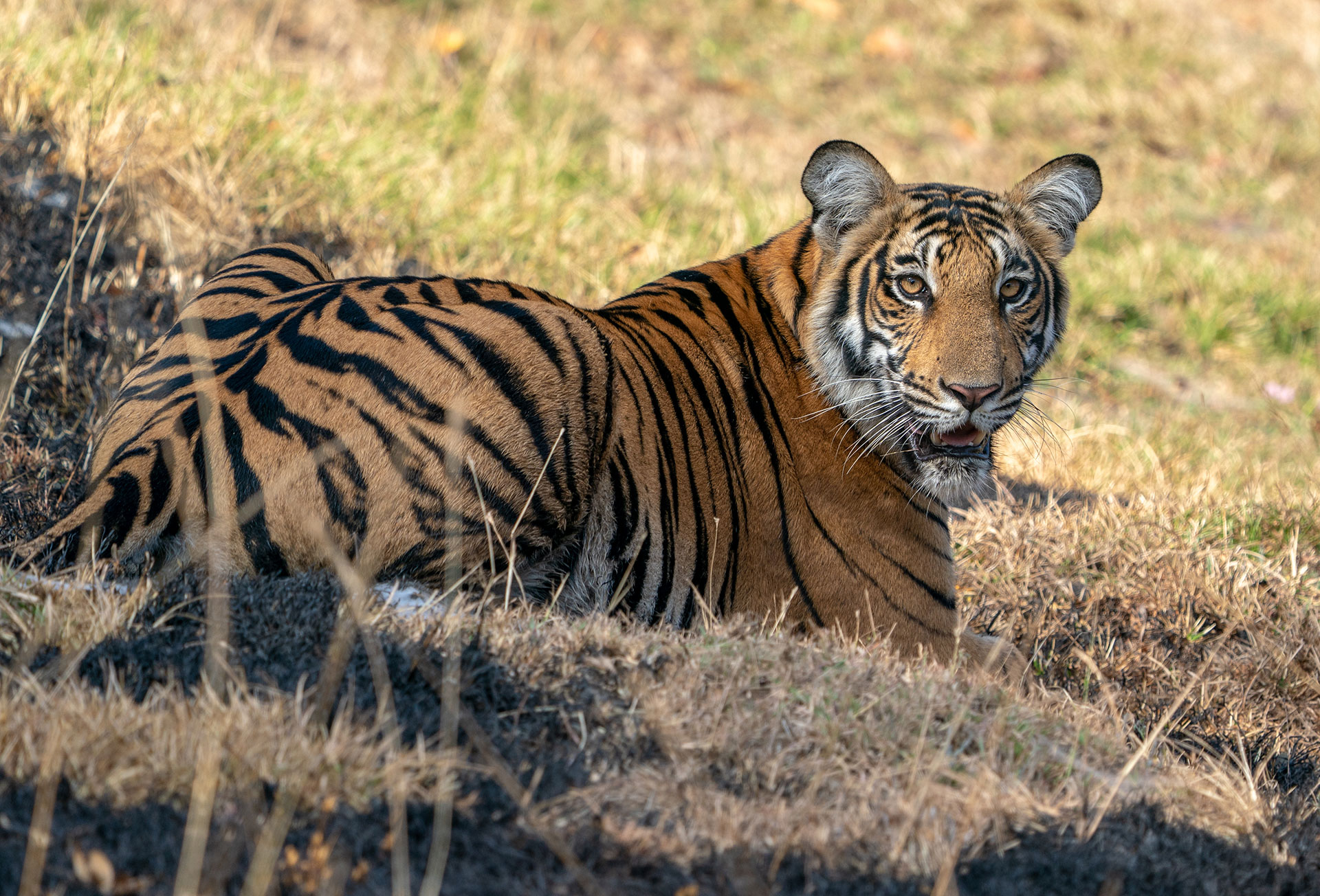 Tiger at Nagarhole National Park
